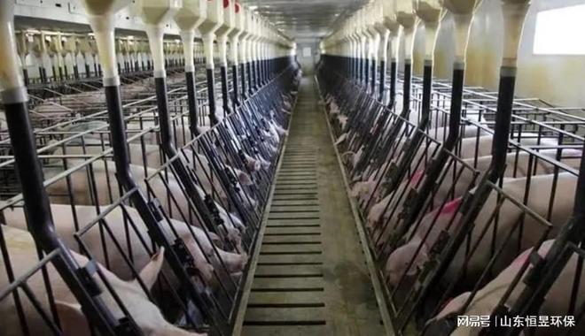 除臭养猪场臭气除臭方案K8凯发集团猪舍喷雾式(图3)